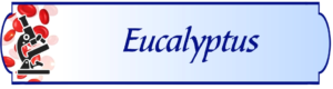 Eucalyptus